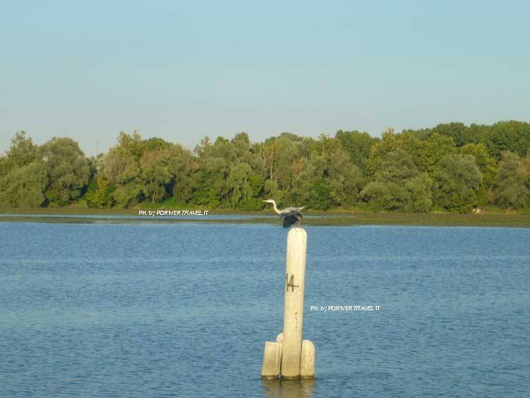 Airone Cinerino